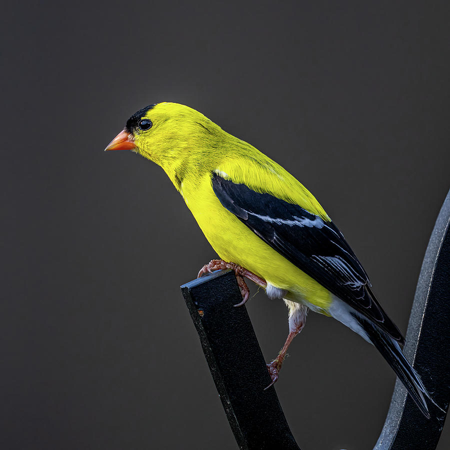 Goldfinch on Wrought Iron Photograph by Paul Freidlund