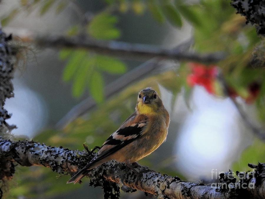 Goldfinch Photograph by Peggy Hughes