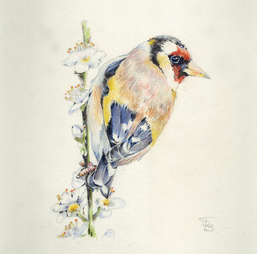 Goldfinch Painting by Penny Taylor-Beardow
