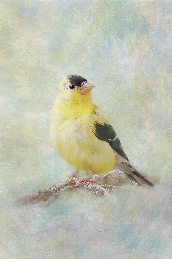 Goldfinch Portrait with Texture Photograph by Patti Deters