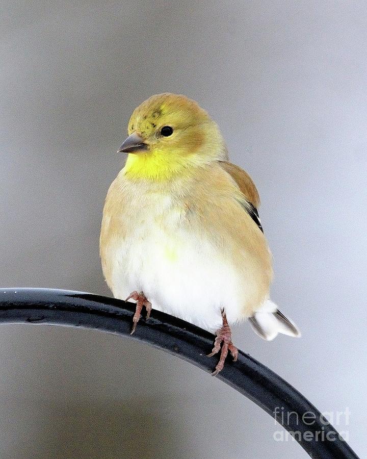 Goldfinch Photograph by Robert Buderman