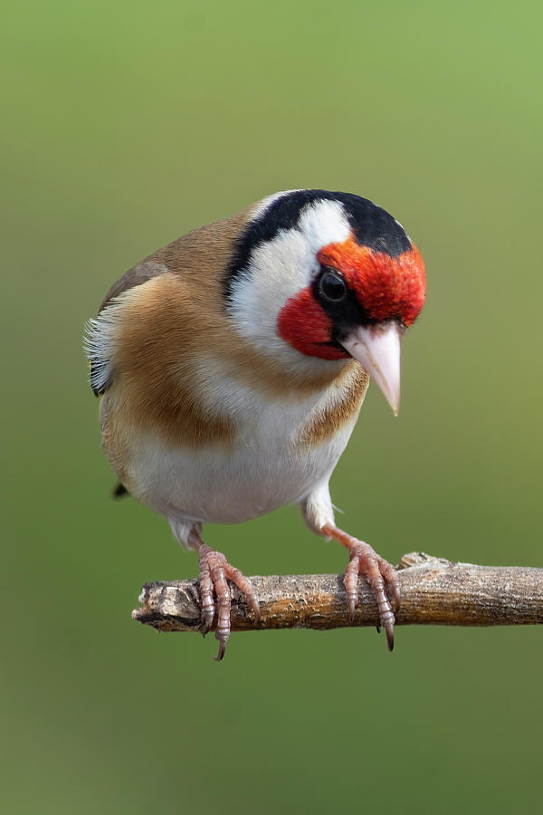 Goldfinch stare Photograph by Steev Stamford