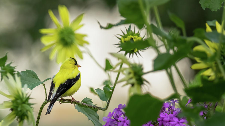 Goldfinch Summer Photograph by Rachel Morrison