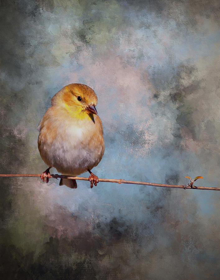 Goldfinch three Photograph by Ken Frischkorn