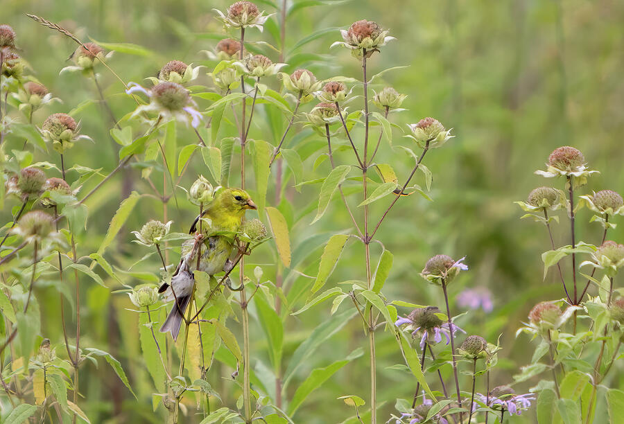 Goldfinch Wildflowers Photograph