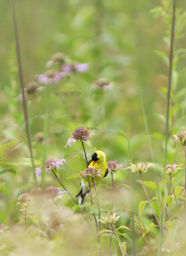 Goldfinch Wildflowers - Vertical  Photograph by Patti Deters