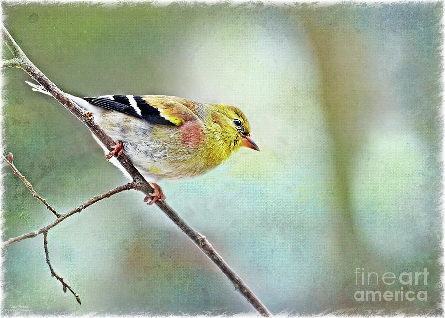 Goldfinch with Rosy Shoulder and texture - New Version Photograph by Debbie Portwood