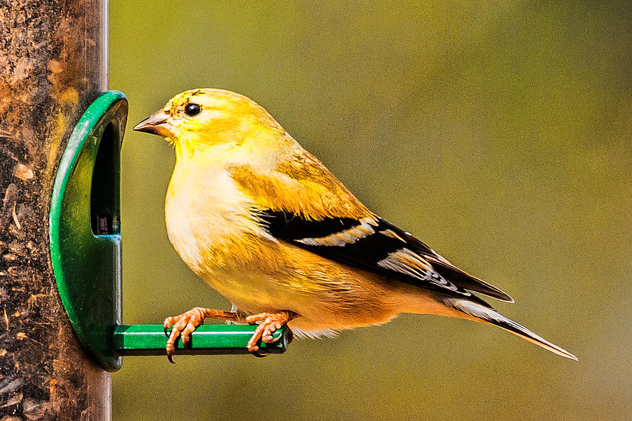 Goldfinch#1 Photograph by Joe Granita