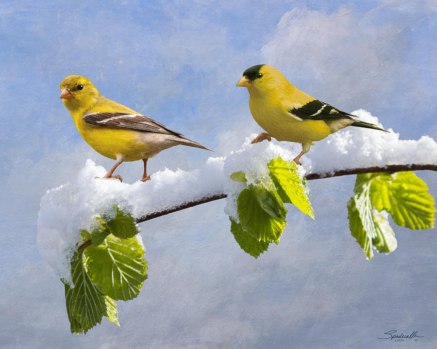 Goldfinches after Spring Snowfall Digital Art by M Spadecaller