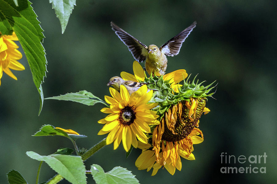 Goldfinches and Sunflowers Photograph by Kristine Anderson