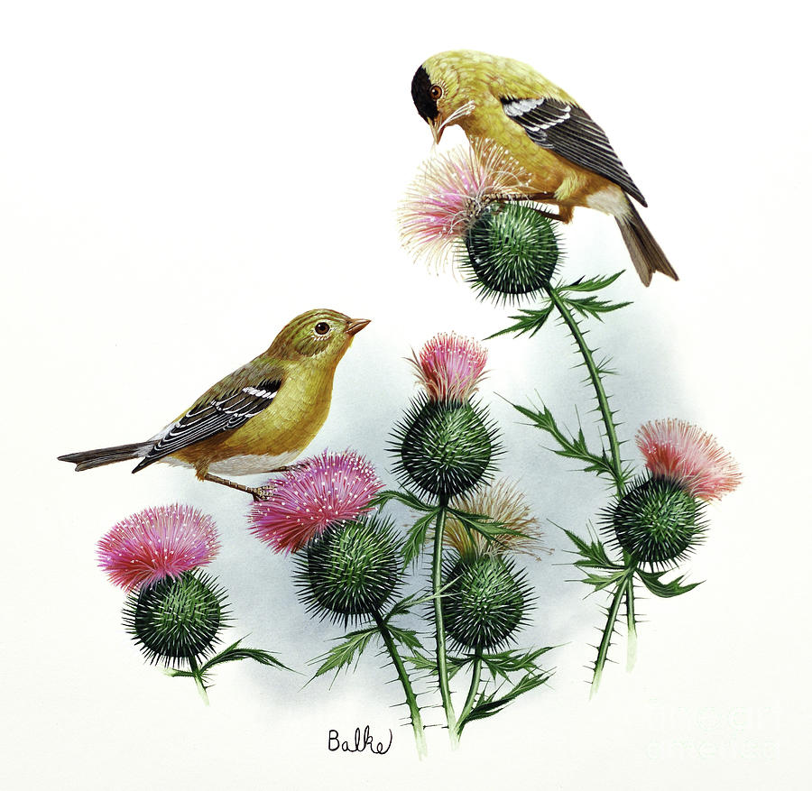 Goldfinch and Thistle Painting by Don Balke
