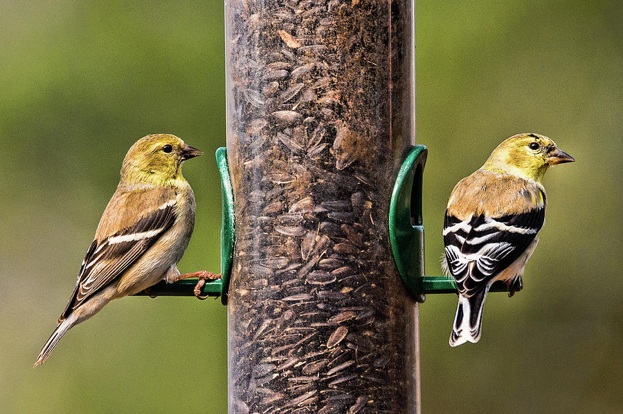 Goldfinches#2 Photograph by Joe Granita