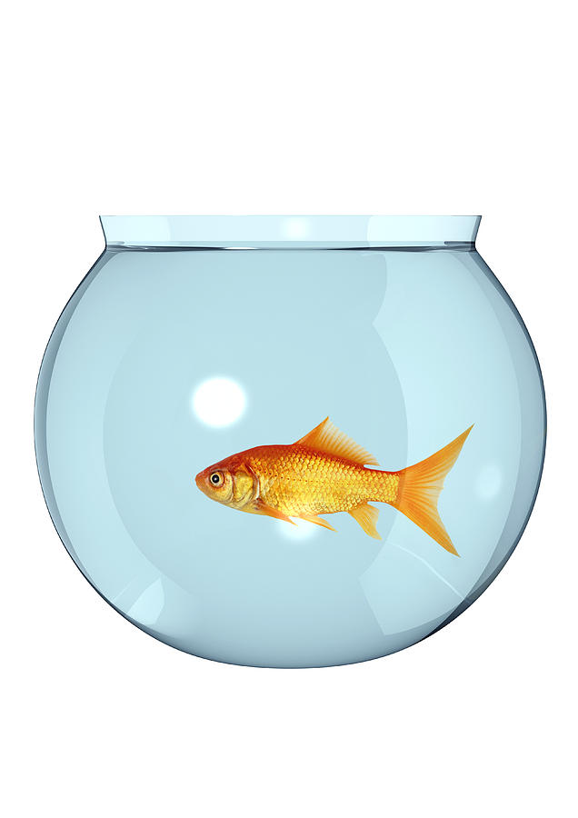 Goldfish In A Fish Bowl, Fishbowl Photograph by Artpartner-images Goldfish In A Fish Bowl, Fishbowl Photograph by Artpartner-images