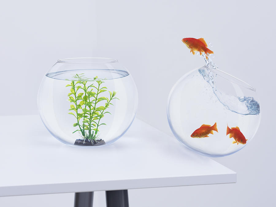 Goldfish in falling fishbowl jumping towards fishbowl with plant Photograph by Adam Gault