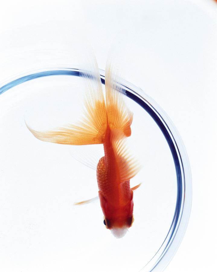 Goldfish in fishbowl Photograph by GYRO PHOTOGRAPHY/amanaimagesRF
