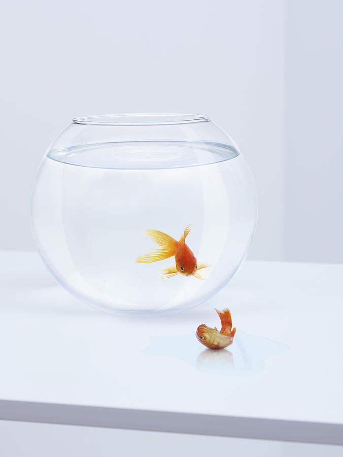 Goldfish in fishbowl watching goldfish flopping outside fishbowl Photograph by Adam Gault