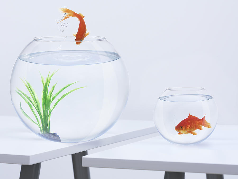 Goldfish in small fishbowl watching goldfish jump into large fishbowl Photograph by Adam Gault