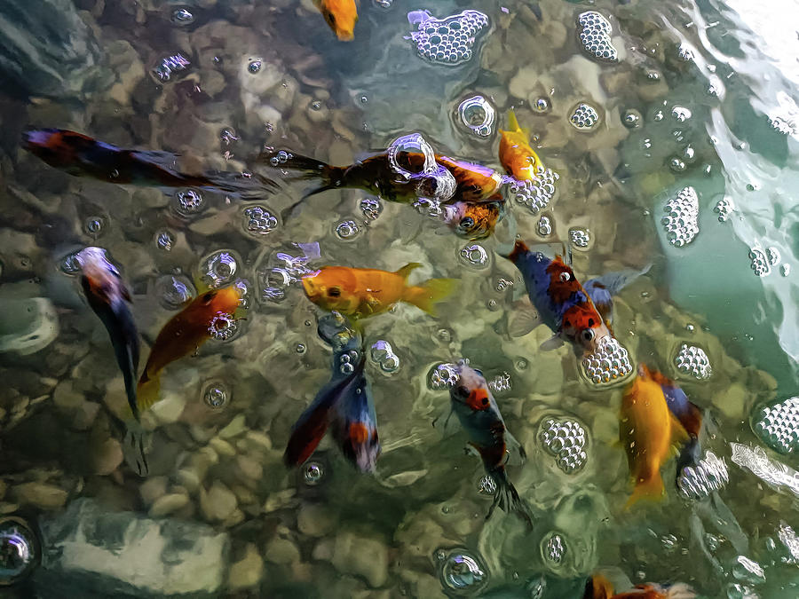 Fish Photograph - Goldfish In The Lake by Antonis Meintanis