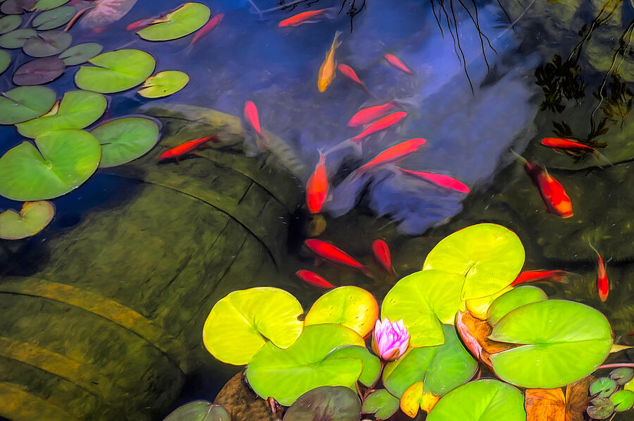 Goldfish Pond Photograph by Susan Hope Finley
