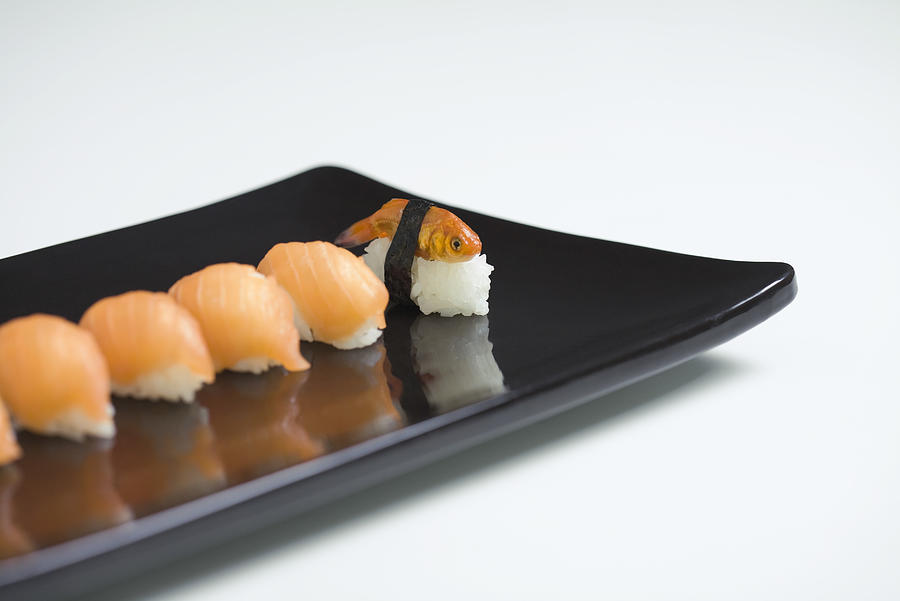 Goldfish prepared as nigiri sushi, placed with row of salmon nigiri sushi  Photograph by PhotoAlto/Ale Ventura