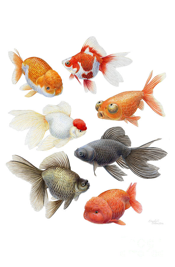 Goldfish Painting - Goldfish varieties by Emily Damstra