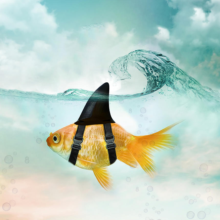 Goldfish with a Shark Fin Riding a Wave Poster Painting by Stewart ...