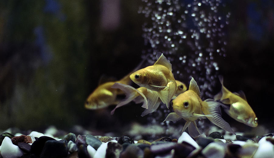 Goldfishes in an aquarium Photograph by Amit Sharma / Recaptured
