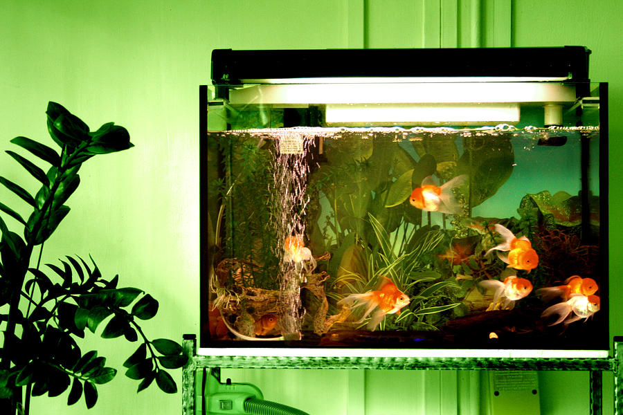 Goldfishies in tank Photograph by Amelia Rhea