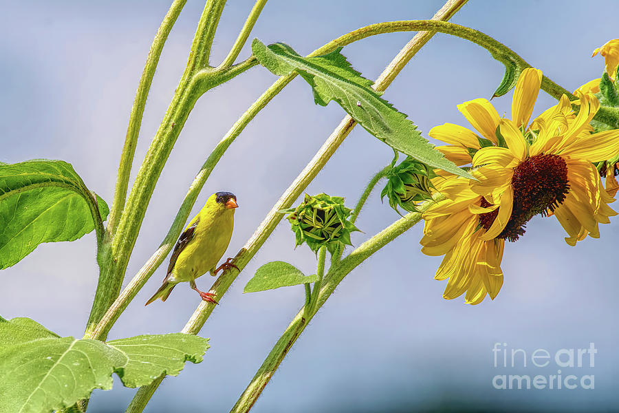 Goldie In The Sunflowers Photograph by Jennifer Jenson | Pixels