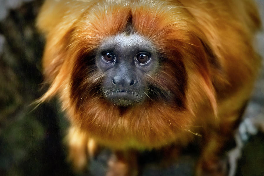 Goldin Lion Tamarin Photograph by Warwick Lowe - Fine Art America