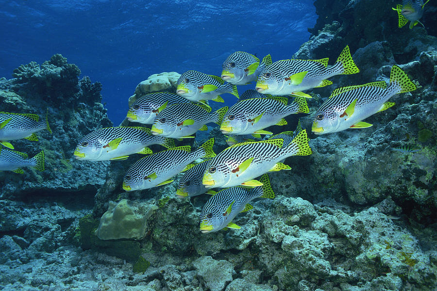 Goldmans sweetlips in the Great Barrier Reef , Australia Photograph by Comstock