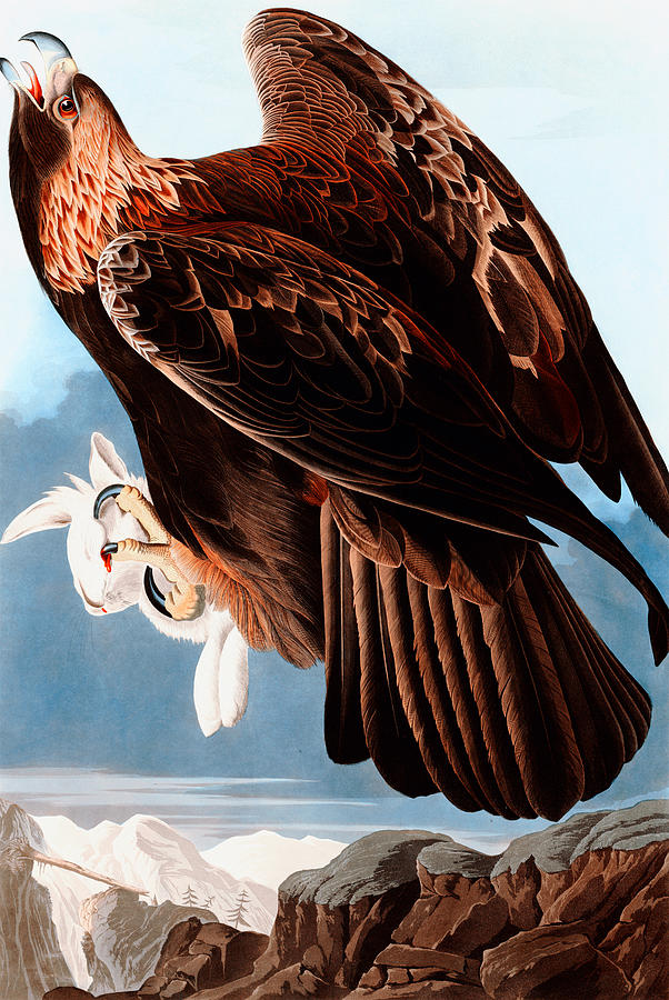 John James Audubon Drawing - Goldon Eagle by John James Audubon  by Mango Art