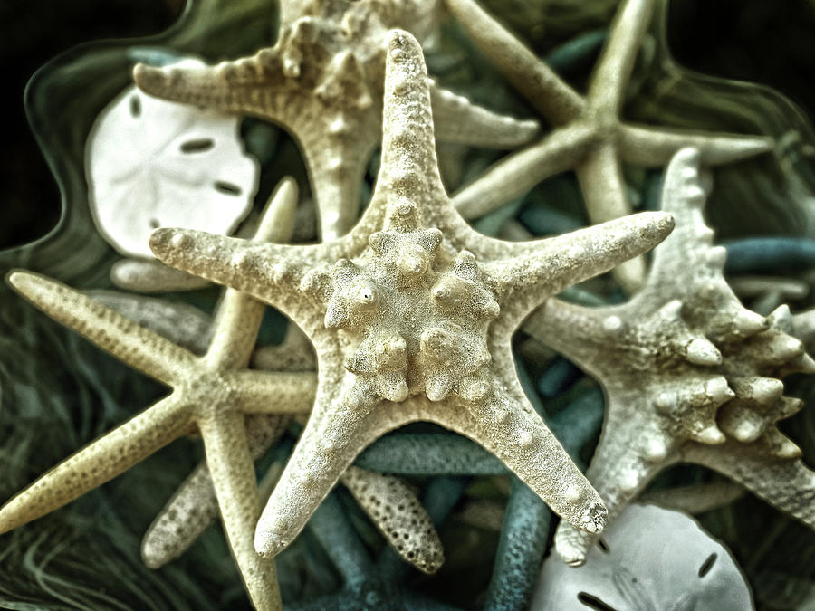 Goldtone Starfish Portrait Photograph by Bill Swartwout