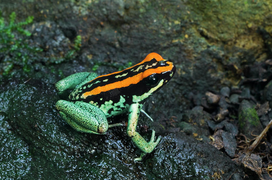 Golfo Dulcean Poison Dart Frog Photograph