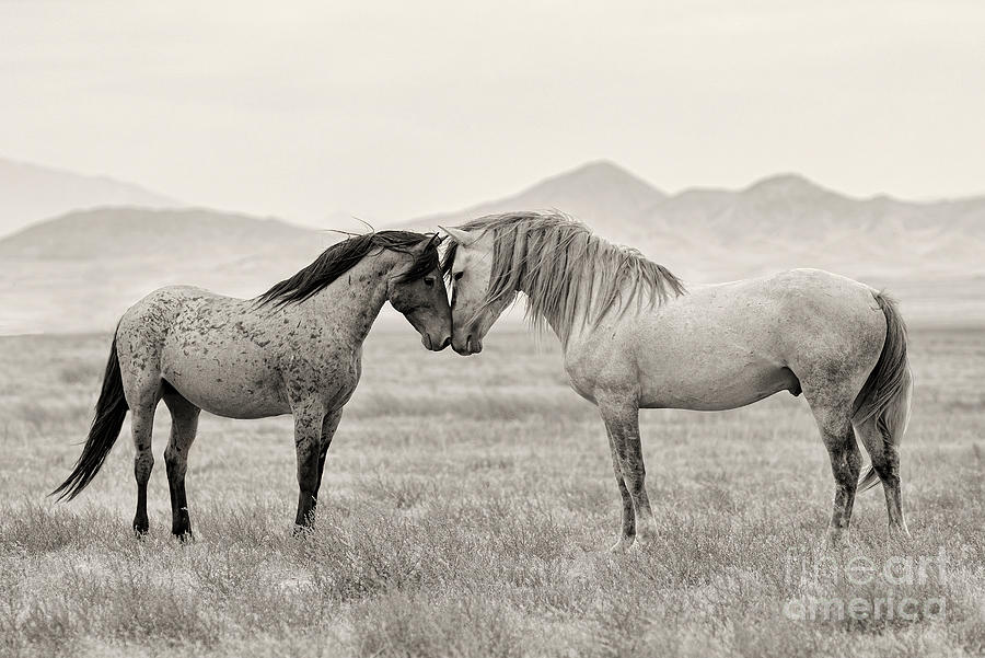Nikon Photograph - Goliath And Red Lady by Nicole Markmann Nelson Nikon Photograph - Goliath And Red Lady by Nicole Markmann Nelson