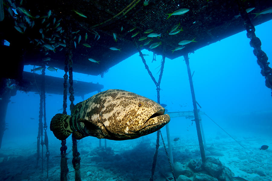 Goliath grouper and structure. Photograph by Image Source