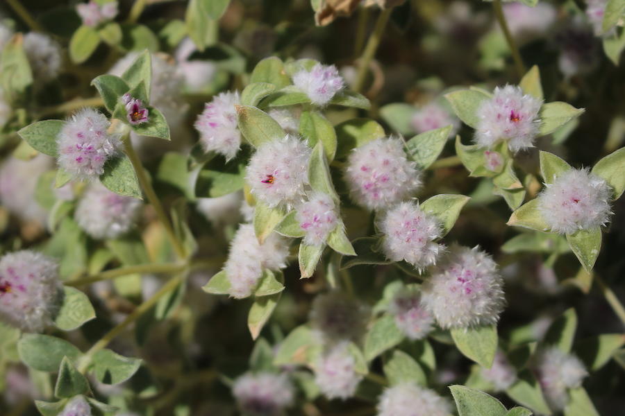 Gomphrena cunninghamii Photograph by Michaela Perryman - Fine Art America