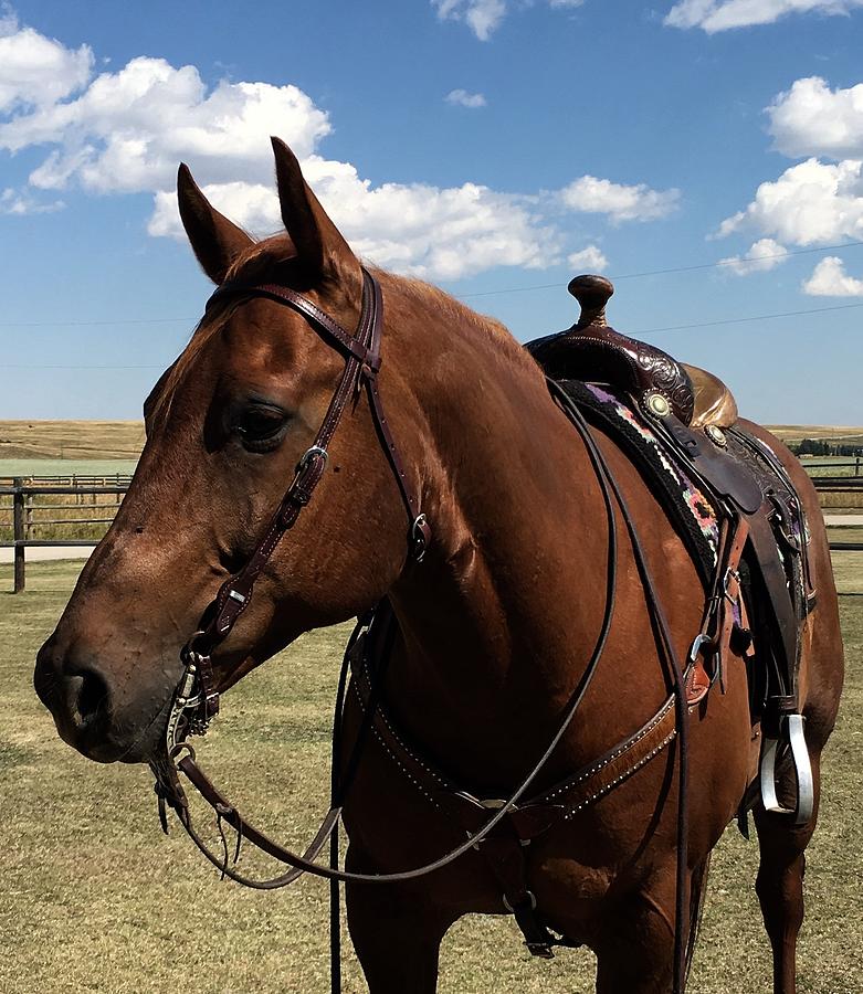 Gone Riding Photograph by Andrea Atkinson - Fine Art America