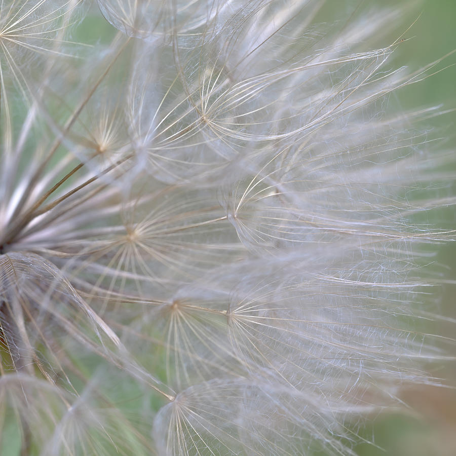 Gone to Seed - Goats Beard Macro Photograph by Susan Rissi Tregoning