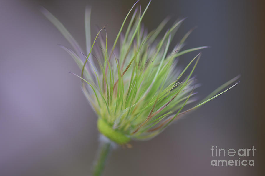 Gone to Seed - Pasque flower Photograph by Yvonne Johnstone