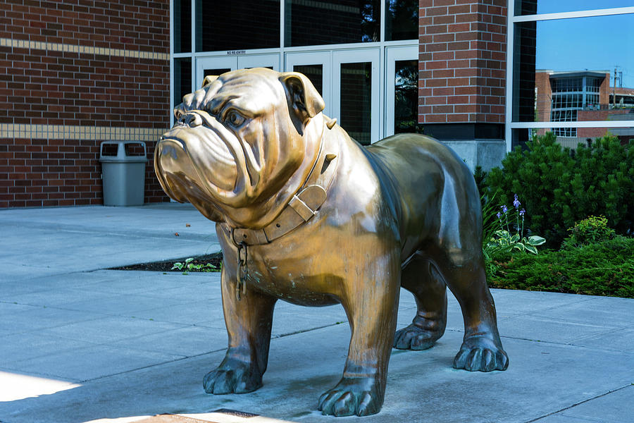 Gonzaga Bulldog Photograph by Tom Cochran