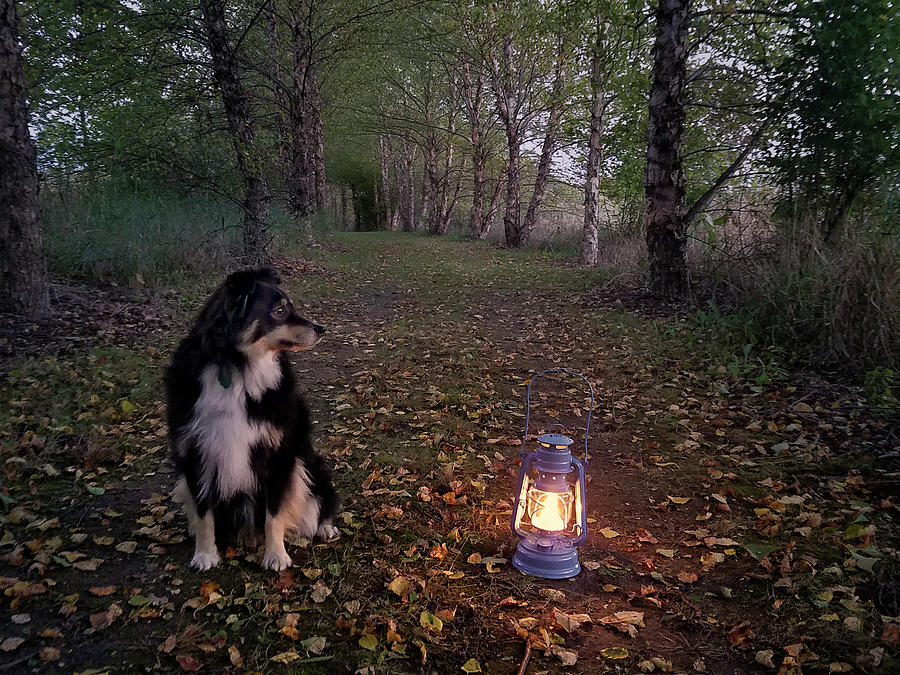 Good Company on an Evening Stroll - Mini Australian Shepherd and Blue Lantern Photograph by Jayson Tuntland