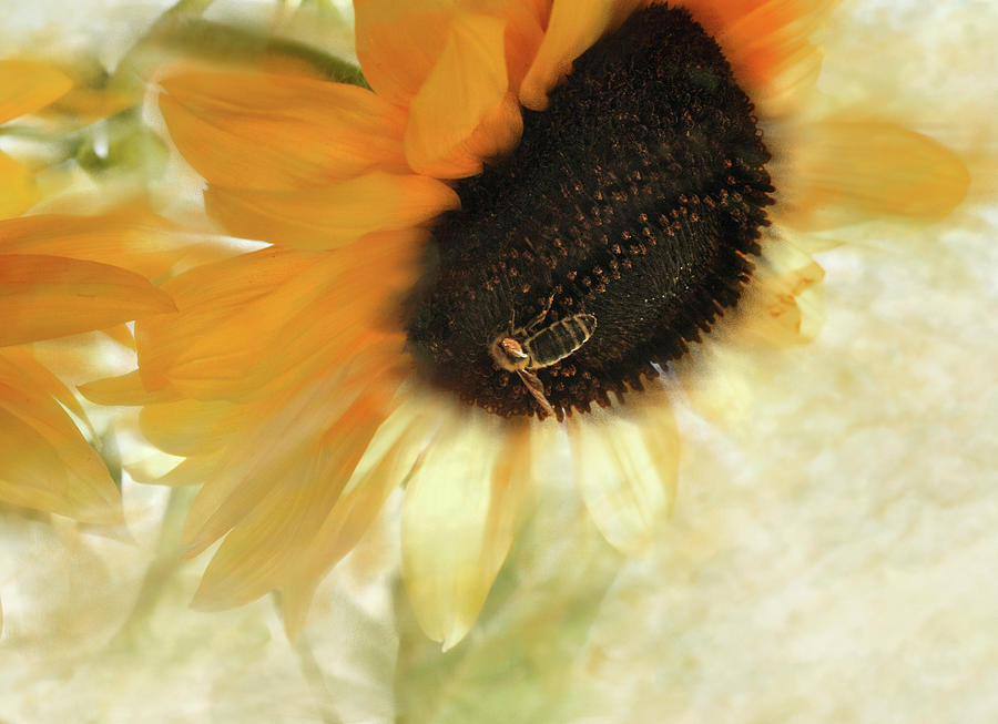 Good Day Sunshine Photograph by Sally Bauer Good Day Sunshine Photograph by Sally Bauer