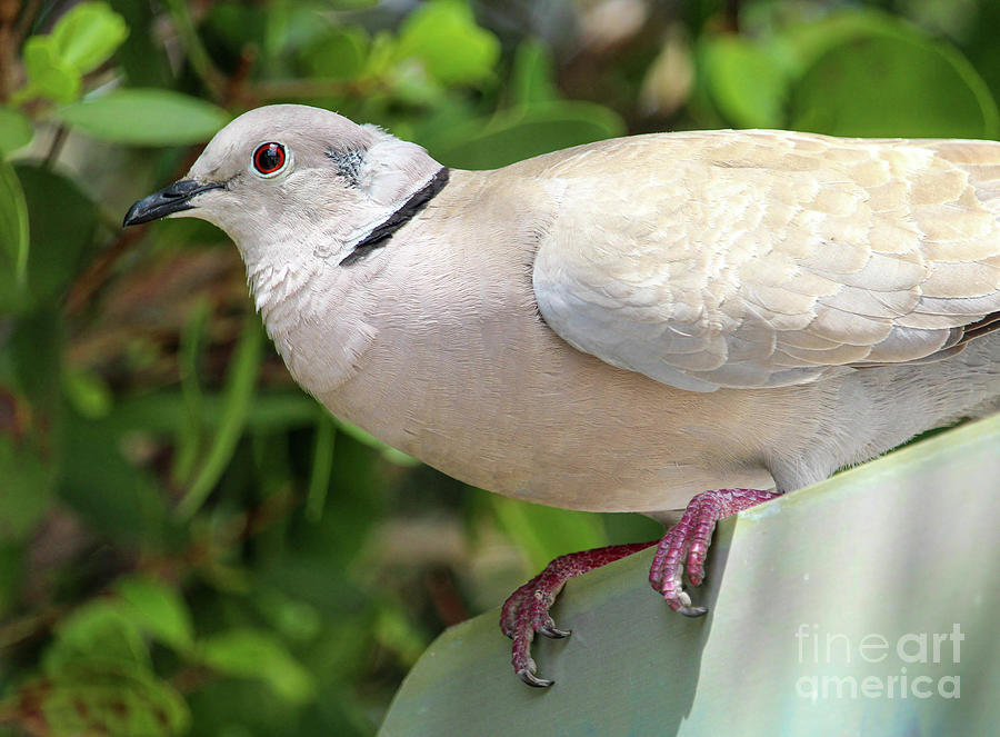 Good day, sweet dove  Photograph by Joanne Carey
