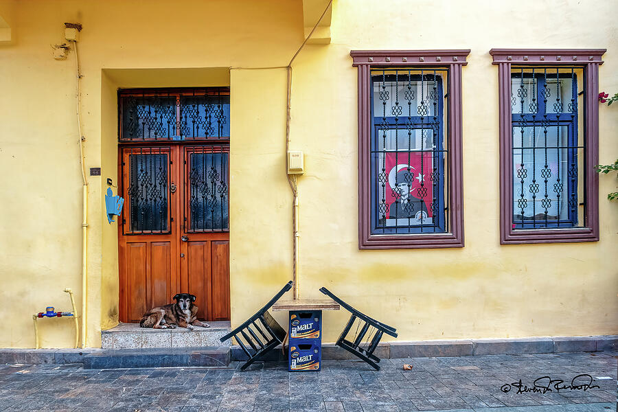 Good Dog Photograph by Steven Dos Remedios Good Dog Photograph by Steven Dos Remedios