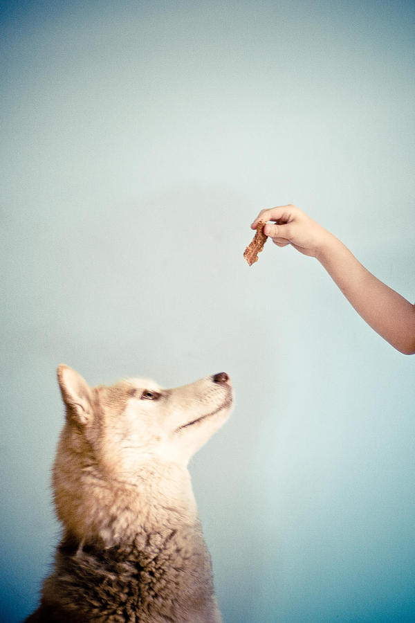 Good dog Photograph by Yolanda Gonzalez Photography