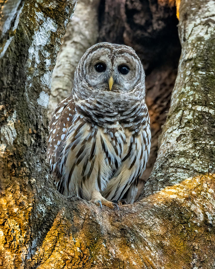 Owl Photograph - Good Evening Mrs. Barred Owl by David Eppley