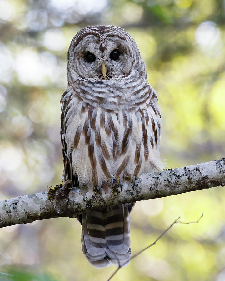 Good Evening...Good Morning - Barred Owl Photograph by Belen Bilgic Schneider
