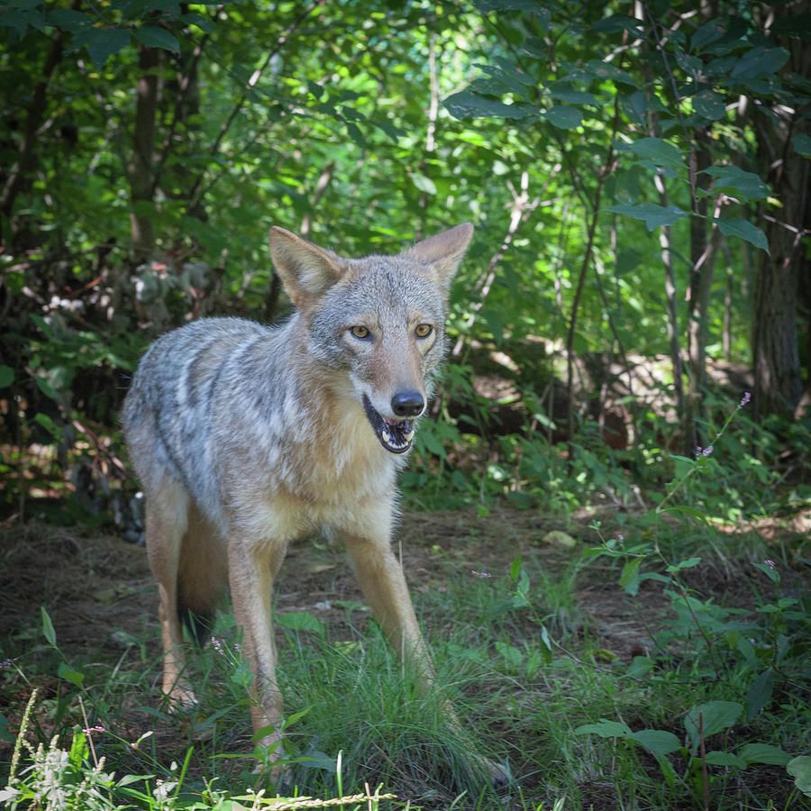 Wiley Coyote Photograph by George Pennington