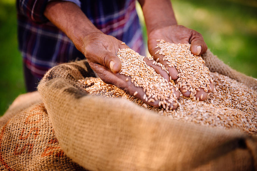 Good harvest of wheat on farm means food and produce Photograph by Wundervisuals